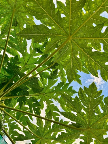 papaya  green leaves with yellow spots