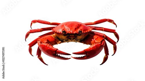  a red crab isolated on white background.