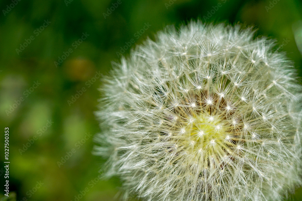 Fototapeta premium Pustelblume