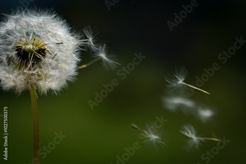 Pustelblume