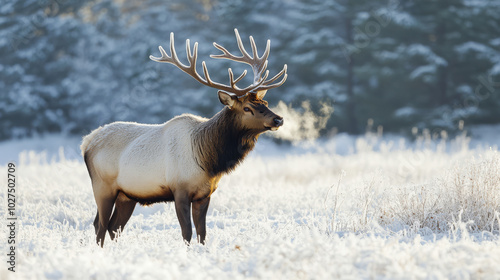 A majestic elk standing in a snow-covered field, its breath visible in the cold air as it surveys its winter surroundings