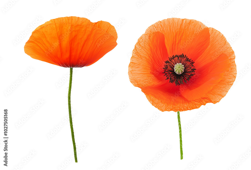 Obraz premium Two vibrant orange poppies, white isolate background