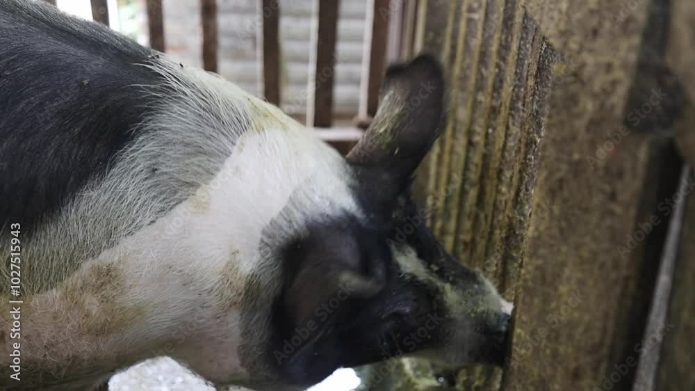Pig chewing on fencing on pig pen Pig chewing on fencing on pig pen