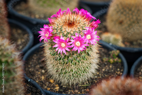 cactus in bloom