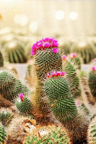 cactus in the garden