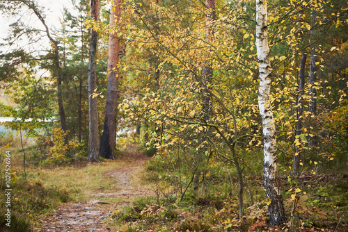 Fototapeta Naklejka Na Ścianę i Meble -  leśna ścieżka 