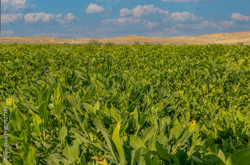 Obraz na płótnie Peanut field in Osmaniye, Türkiye. w salonie