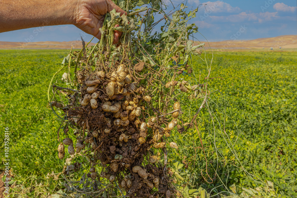 Peanut field in Osmaniye, Türkiye.