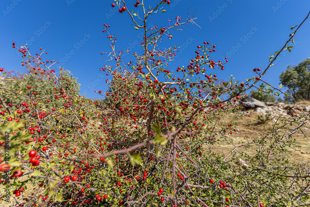 A detailed macro shot capturing vibrant red hawthorn berries in their autumnal glory. These ripe berries are not only beautiful, they also have medicinal properties.