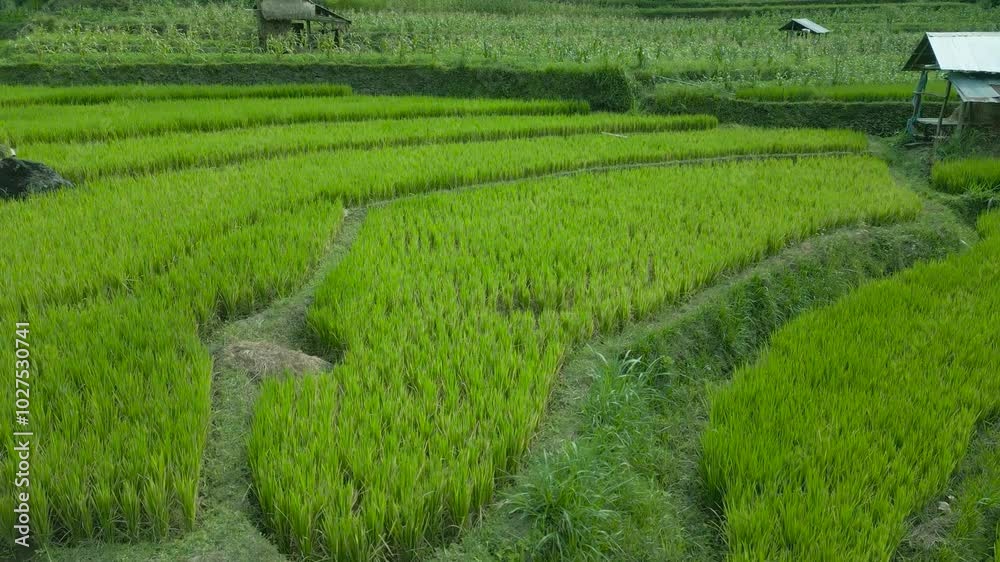 Lush green rice terraces showcase Bali's agricultural beauty, featuring intricately designed fields and traditional huts nestled amidst scenic landscapes. Lush green rice terraces showcase Bali's agricultural beauty, featuring intricately designed fields and traditional huts nestled amidst scenic landscapes.