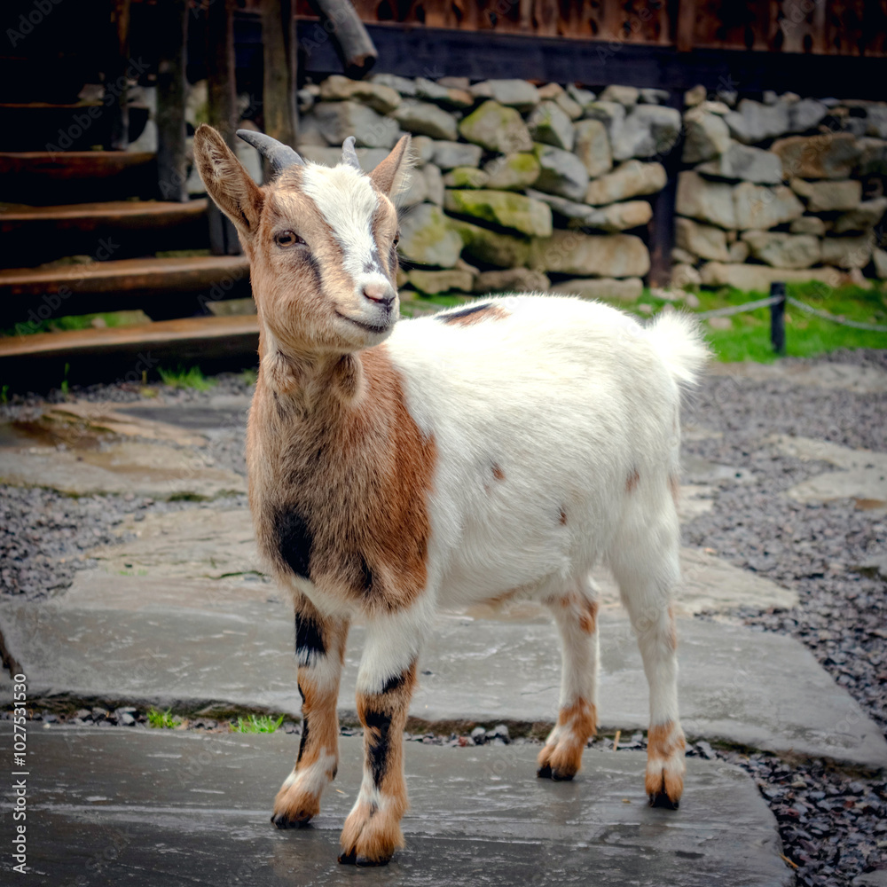 Obraz premium Little goat