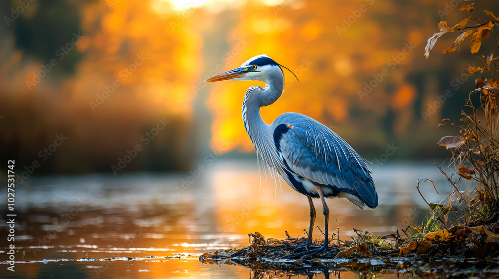 Naklejka premium A great blue heron stands on a log in a misty lake at sunrise.