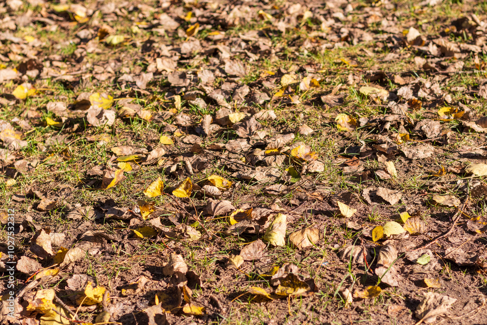 Dried leaves and brunches on the ground in the forest. Background