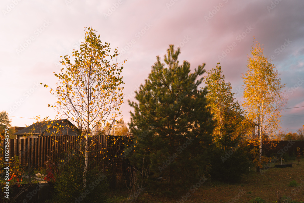 Golden autumn in the garden. Harvesting. Preparing for the winter season in the vegetable garden. Yellow foliage. Rustic natural fall garden. Background with copyspace. Golden autumn in the garden. Harvesting. Preparing for the winter season in the vegetable garden. Yellow foliage. Rustic natural fall garden. Background with copyspace.
