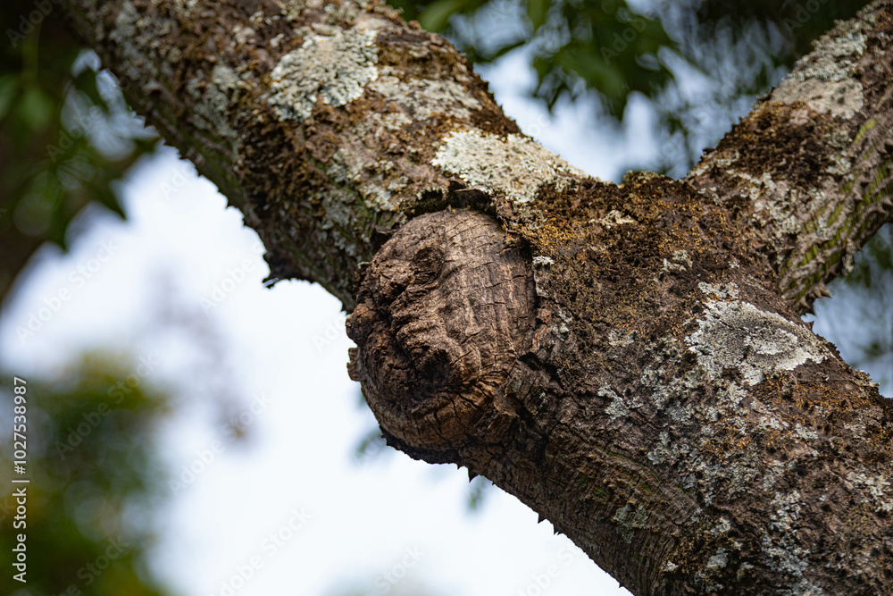 Fototapeta premium Ghostly structure in the shape of a human face on the trunk of an old tree