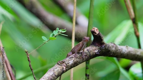 Wallpaper Mural Anole on a branch Torontodigital.ca