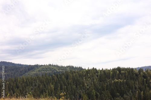 Beautiful view of forest in mountains under blue sky