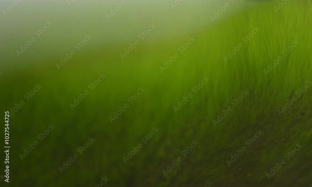 Abstract Green Landscape: A mesmerizing blur of green, evoking the tranquility and beauty of nature. The soft focus creates an ethereal atmosphere, perfect for nature-themed designs and backgrounds. Abstract Green Landscape: A mesmerizing blur of green, evoking the tranquility and beauty of nature. The soft focus creates an ethereal atmosphere, perfect for nature-themed designs and backgrounds.