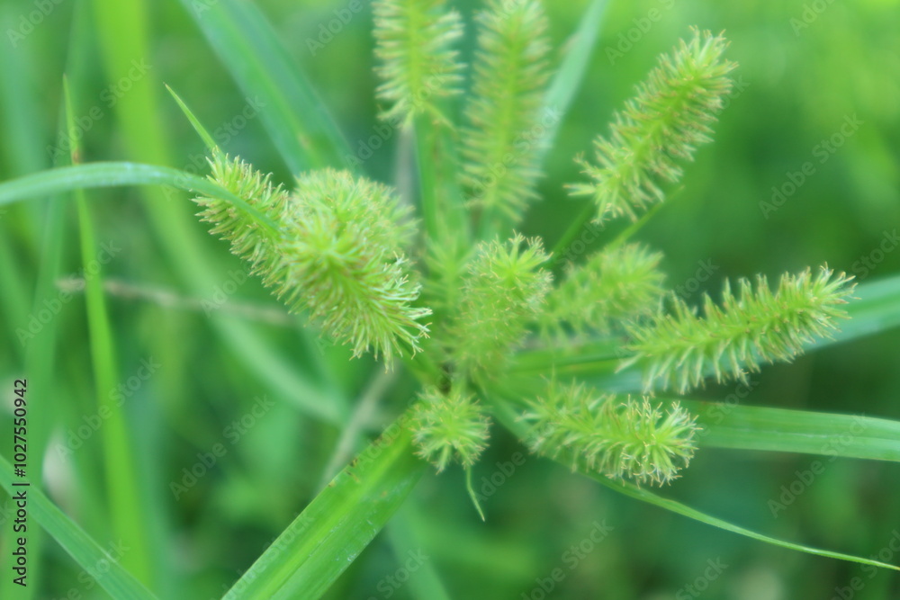 Closeup Cyperus rotundus or grass bean or Closeup Cyperus rotundus or grass bean or