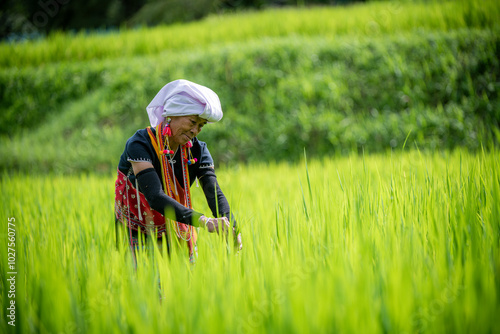 elders woman working in a lush green field, likely a rice paddybackground features terraces of green plants, creating and vibrant agricultural scene that highlights traditional farming practice. photo