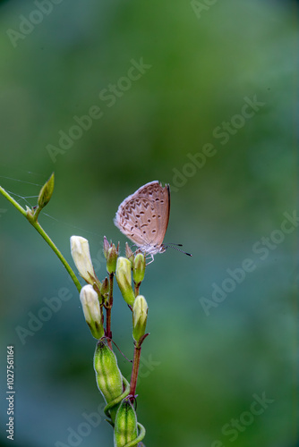 butterfly on a flower