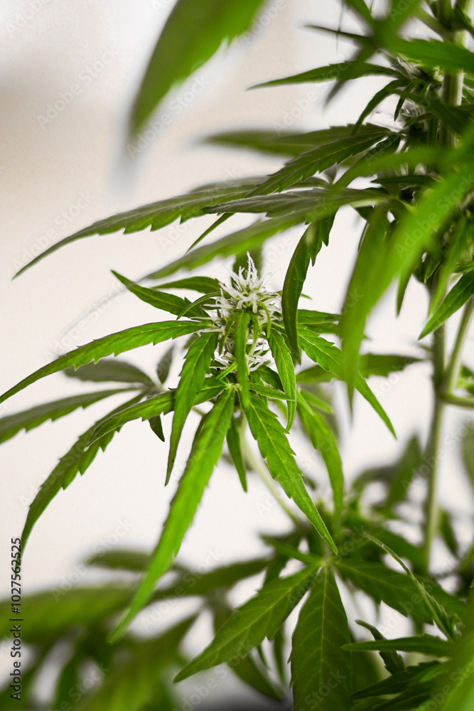 Detailed close-up of a cannabis plant showing its green leaves and developing buds Detailed close-up of a cannabis plant showing its green leaves and developing buds