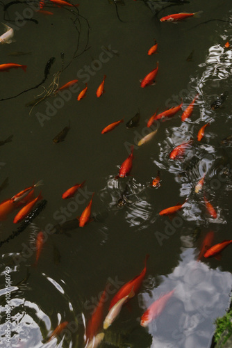 koi fish in pond