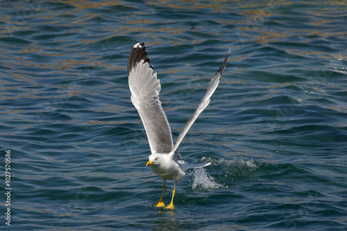 Möwe