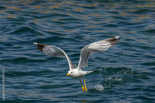 Möwe