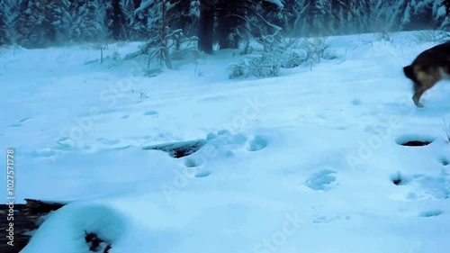 a pack of wolves charges through the underbrush, snow-draped pine trees.