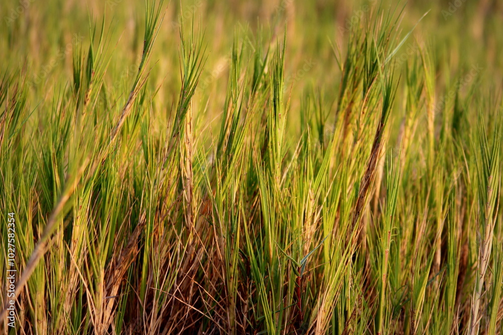 Sunset with grass Sunset with grass