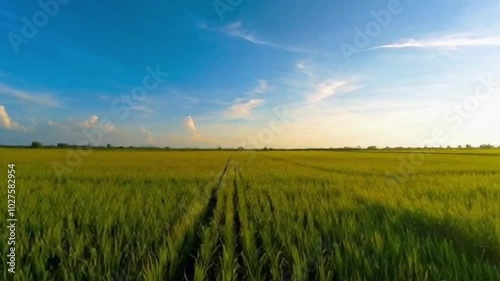 Wonderful paddy fields