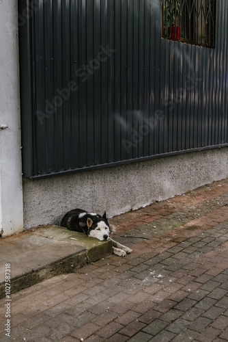dog on the street