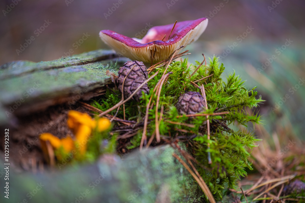 mushroom in the grass mushroom in the grass