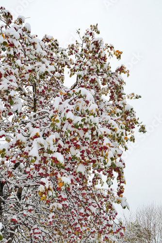 Bright colorful crown of fall wild apple tree with red fruits under first snowfall in october in october. Red wild apples, multicolored leaves with white fluffy snow covered. Weather forecast concept