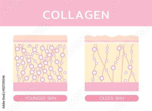 Collagen, Concept skincare, collagen serum skin vector