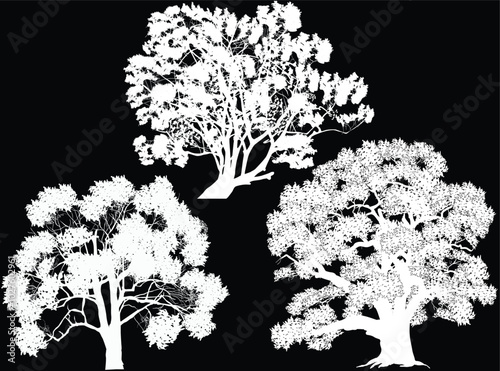 isolated on black lush three trees silhouettes