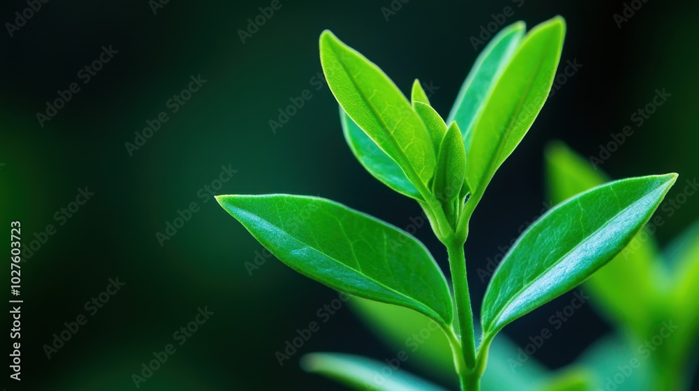 New leaves unfurling on a tree branch, symbolizing growth and renewal New leaves unfurling on a tree branch, symbolizing growth and renewal