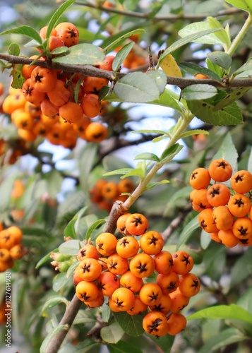 Orange Berry Plant Pyracantha Coccinea photo