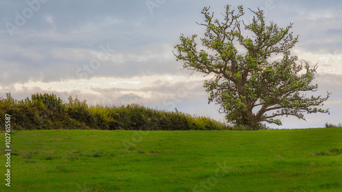 A beuatiful tree in Gloucestershtre 