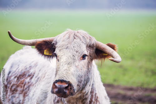 Cow Portrait