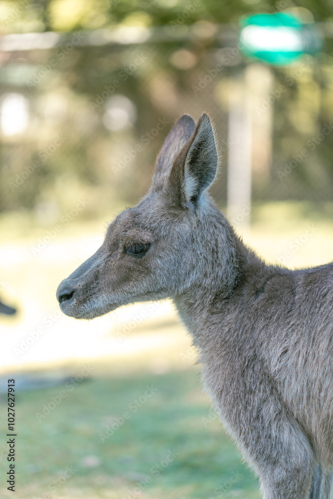 kangaroo in the zoo kangaroo in the zoo