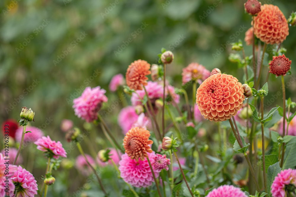 Group of pink and orange-red ball dahlias in a garden. Copyspace. Group of pink and orange-red ball dahlias in a garden. Copyspace.