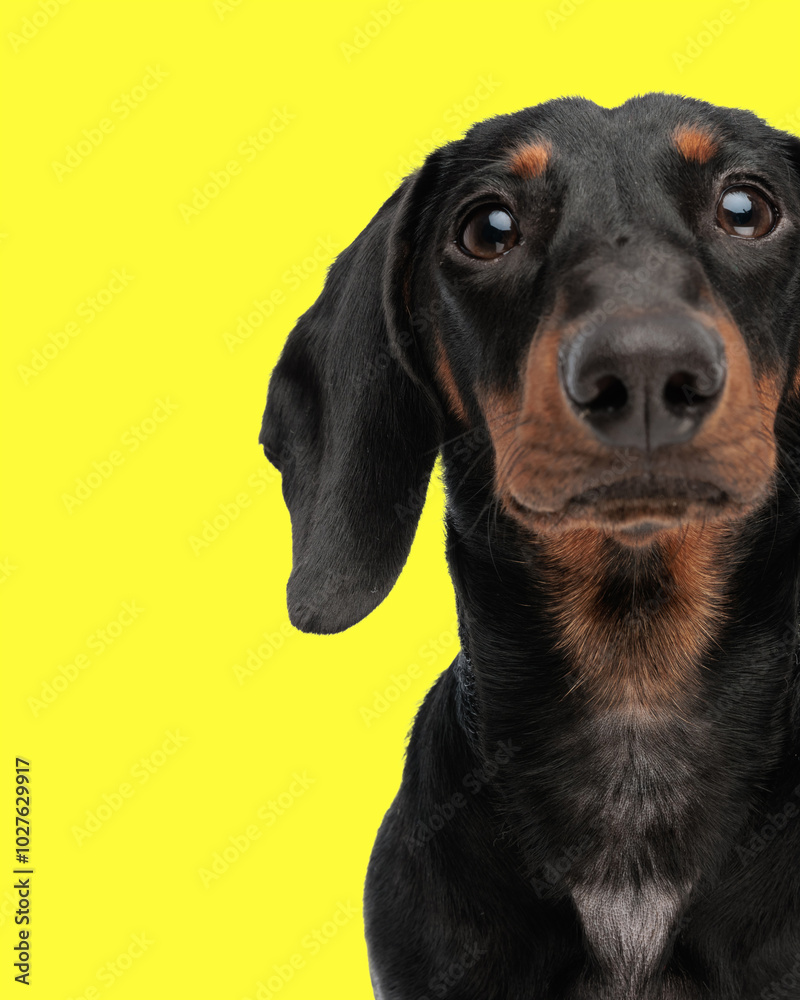 curious little teckel dachshund dog being shy and looking up curious little teckel dachshund dog being shy and looking up