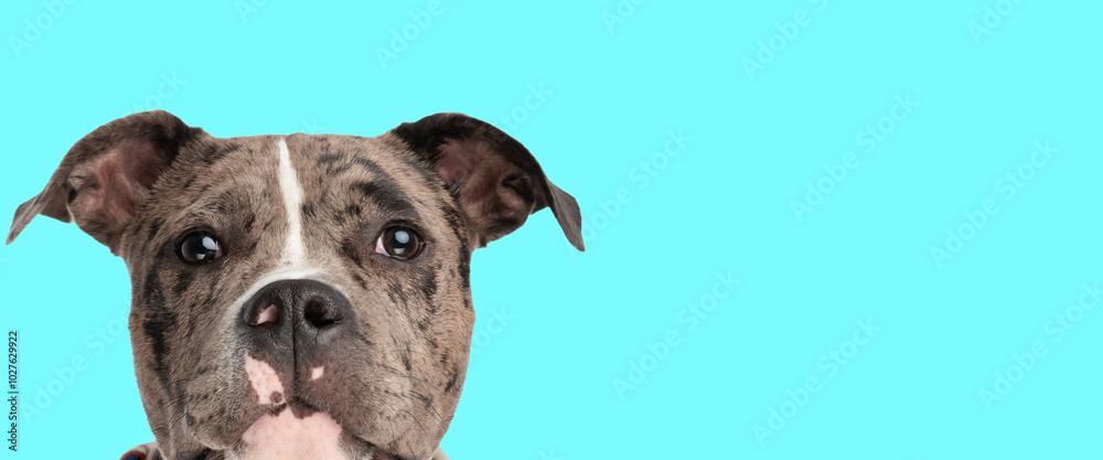 Fototapeta premium horizontal portrait of adorable american bully puppy looking forward