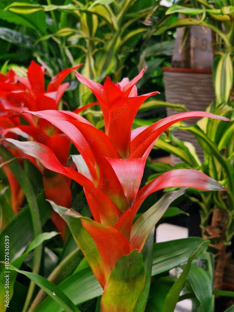 Guzmania rana flower grows in a greenhouse Guzmania rana flower grows in a greenhouse