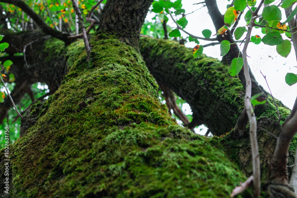 A tall tree with a trunk covered with green moss A tall tree with a trunk covered with green moss