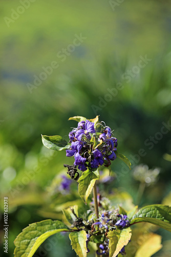 Closeup of Tube Clematis blooms, Suffolk England
 photo