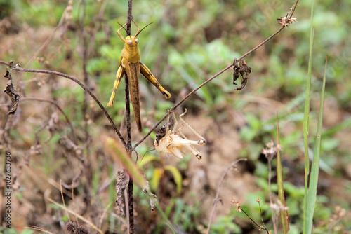 A grasshopper is sitting on the grass and wants to shed its skin