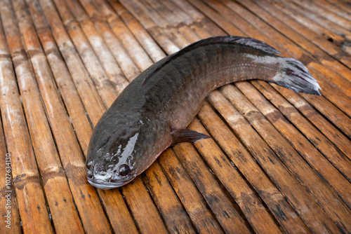 Fresh, large, complete striped snakehead fish - Channa striata on the bamboo table. photo